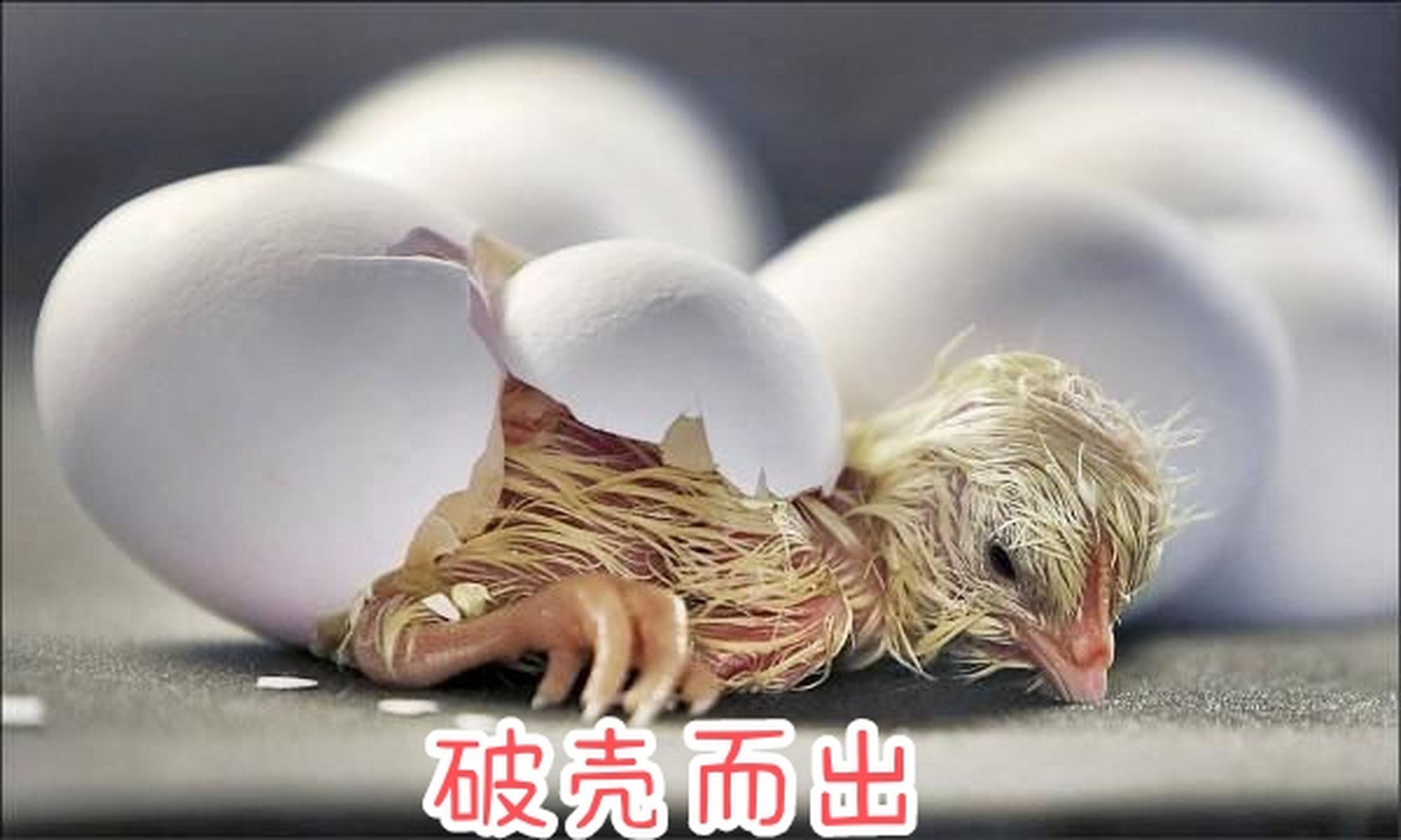 小鸡仔就是这么破壳而出的. #动物趣图