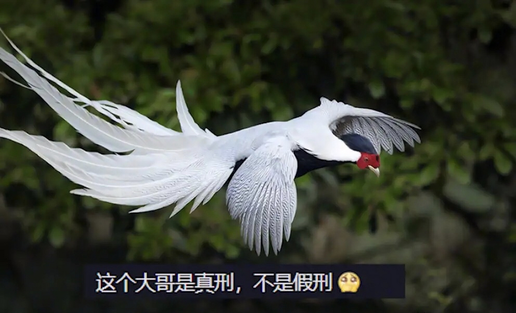 江西上饶,一名女子自驾旅游,途中,她看见2只漂亮的鸟从头顶飞过!