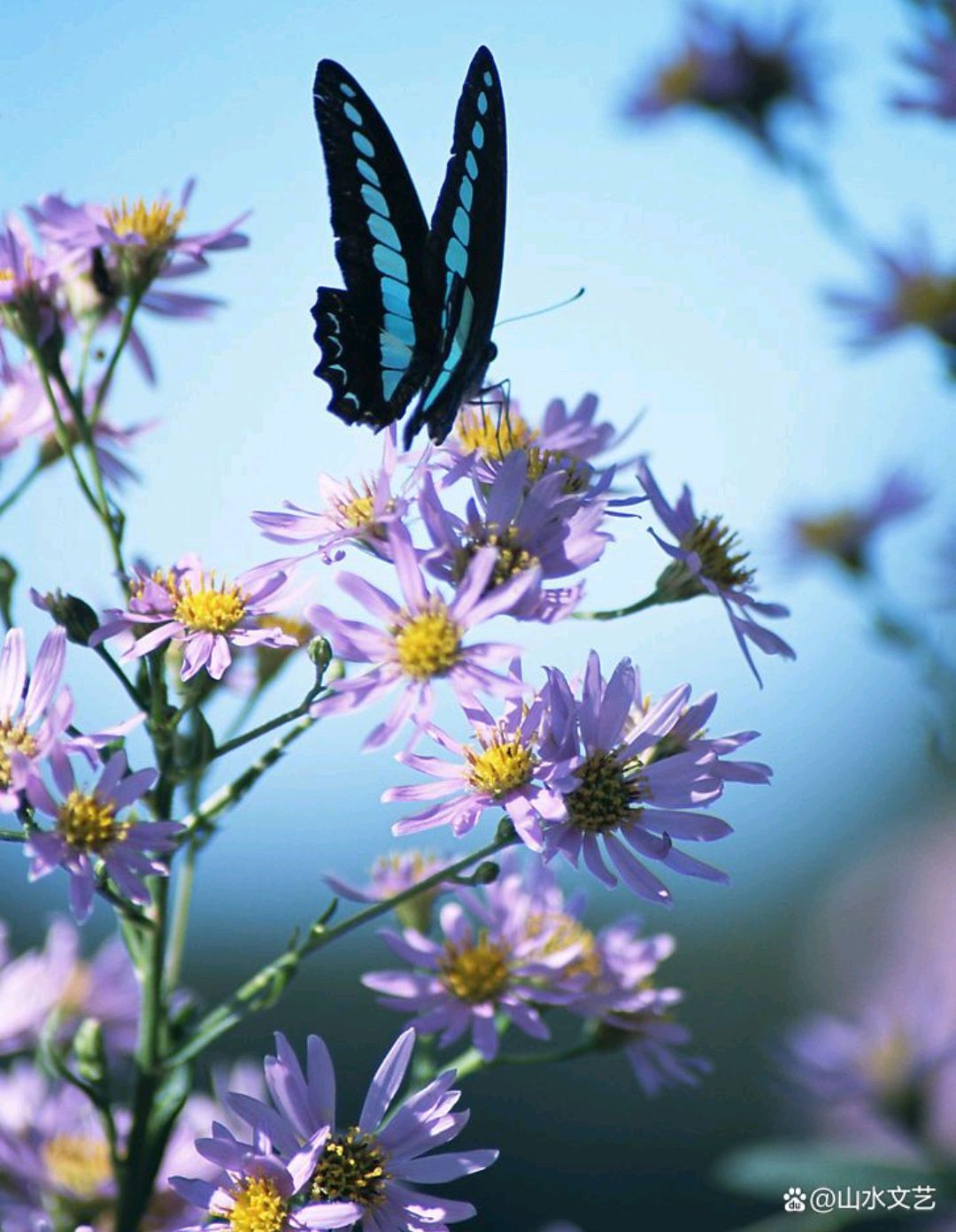 听马兰合唱团孩子在冬奥开幕式演唱奥林匹克圣歌 / 陈昊苏
