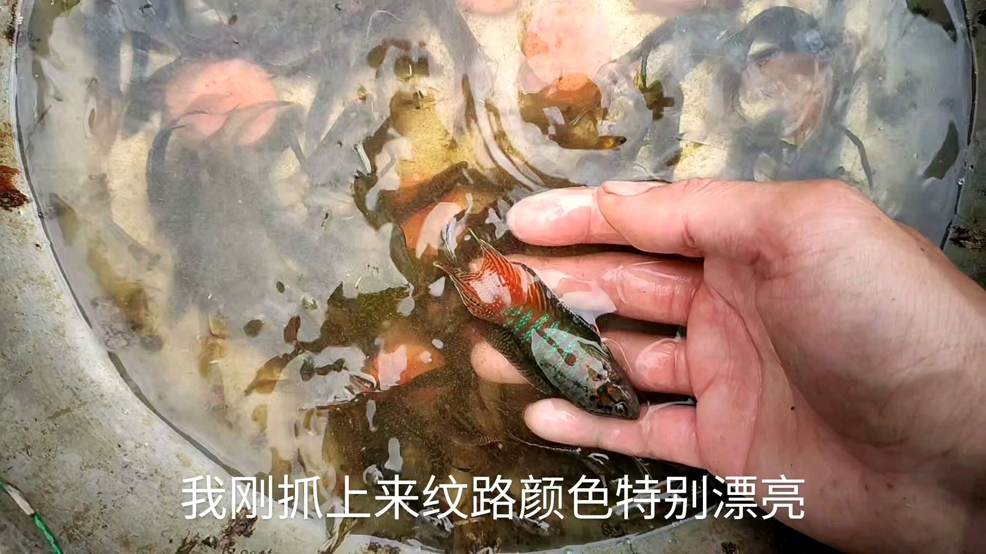小伙去抓野生斗鱼,大小都抓回去,一下子抓了三百多条斗鱼