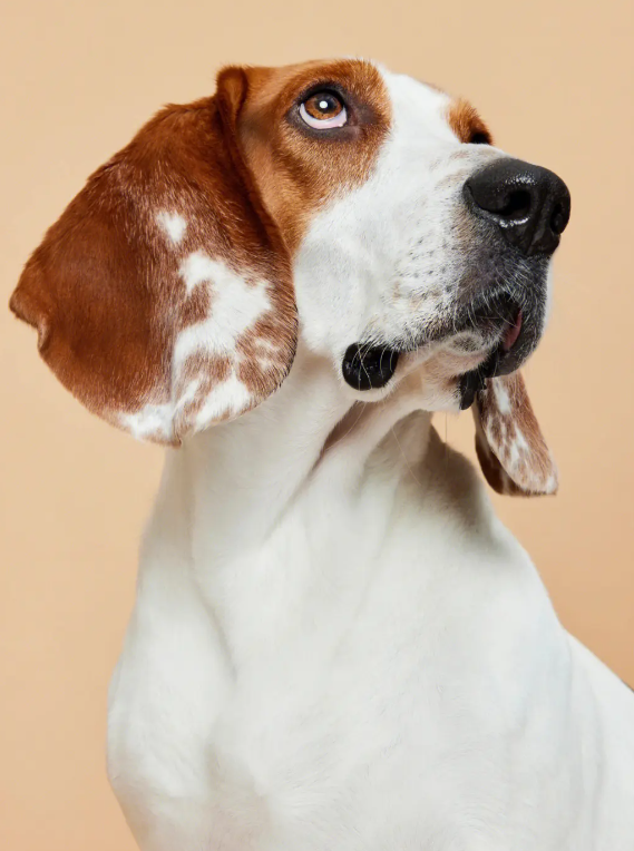 巴吉度犬,适合家庭饲养吗?