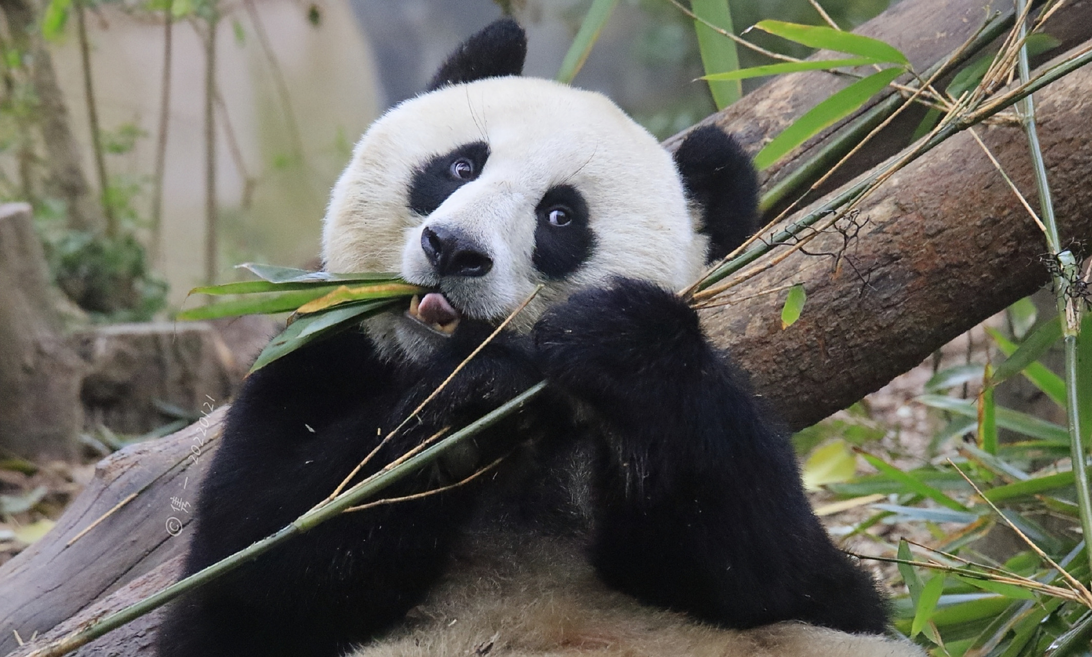 大熊猫昭美,因长相酷似冯巩老师而得"冯"姓,全名"冯昭美"!