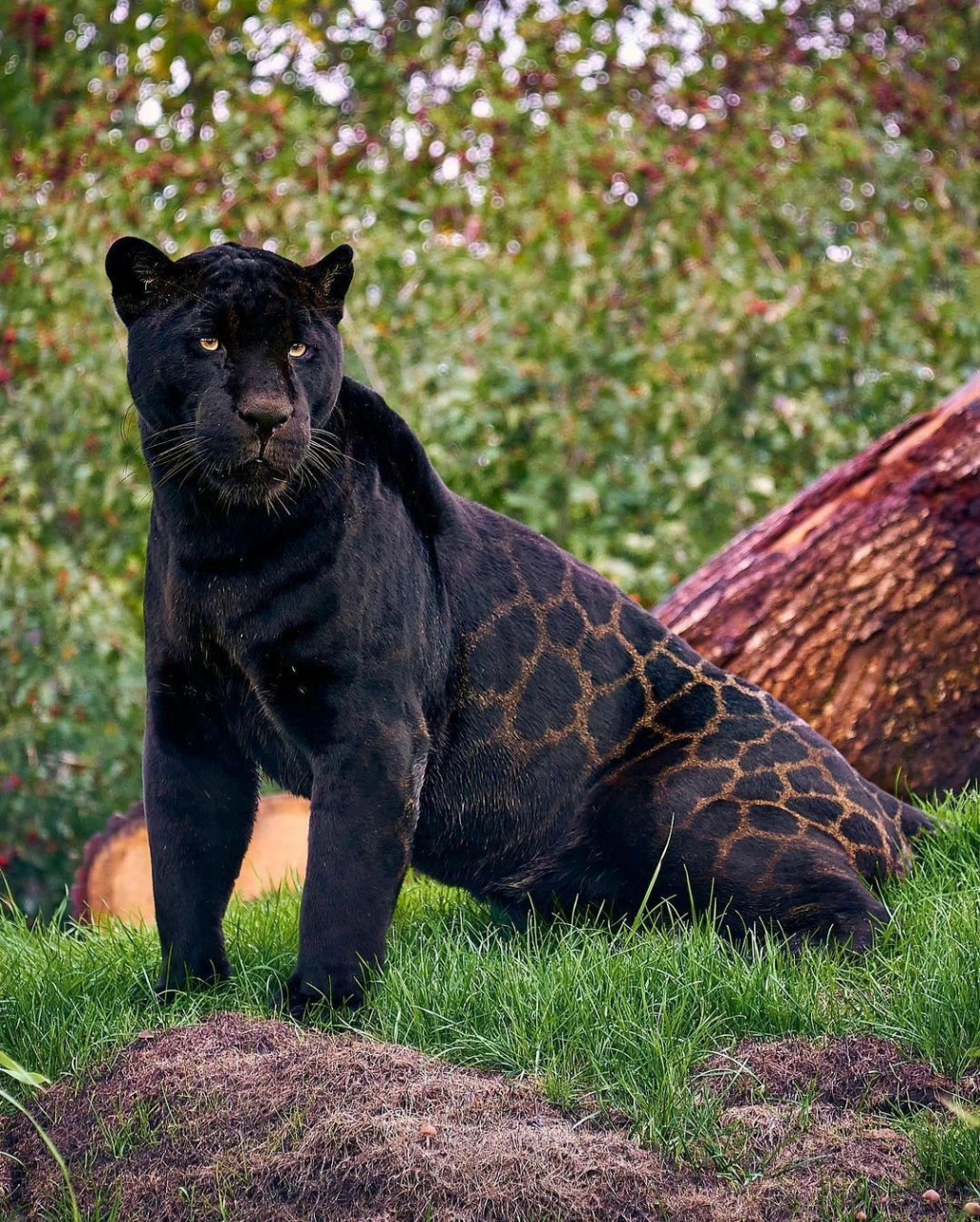 霸气侧漏的花豹,猫科动物中的顶流,就是不知道能不能打得过老虎.