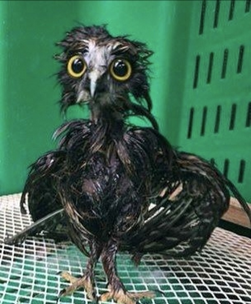 被雨淋湿的猫头鹰,好狼狈,猫头鹰不防水,这也正是为什么你永远不会在