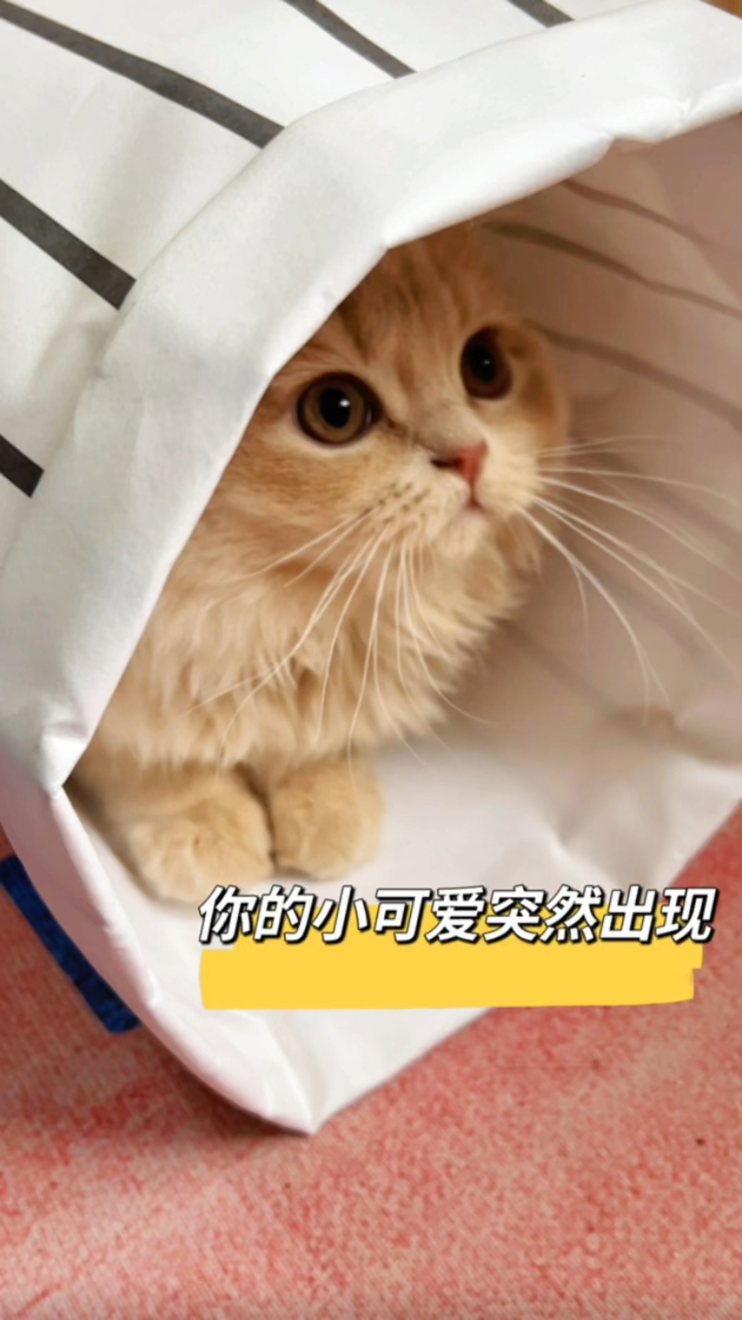 你的小可爱突然出现,又突然下线