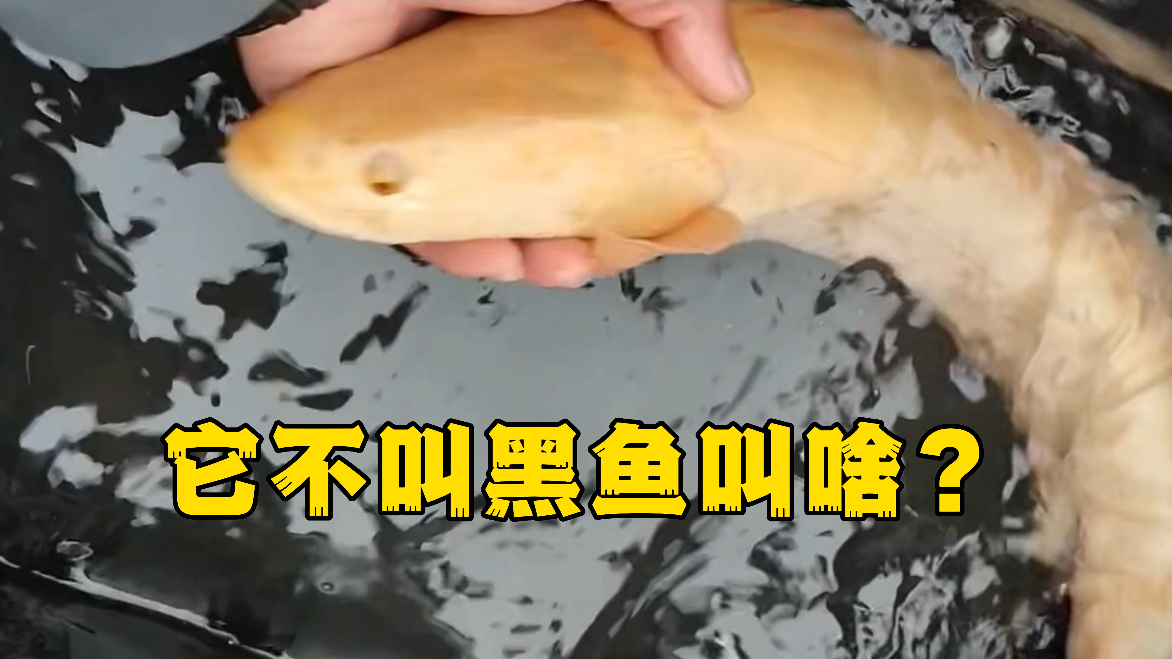 钓友中获一条金黄色黑鱼,太漂亮啦!网友:怎么办?放油还是放流