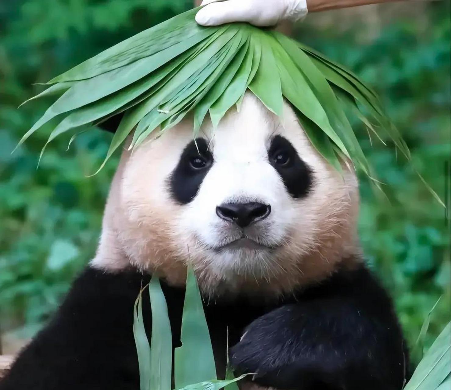 爷爷又给福宝做了顶帽子,福宝也太可爱了吧[色][色]#熊猫