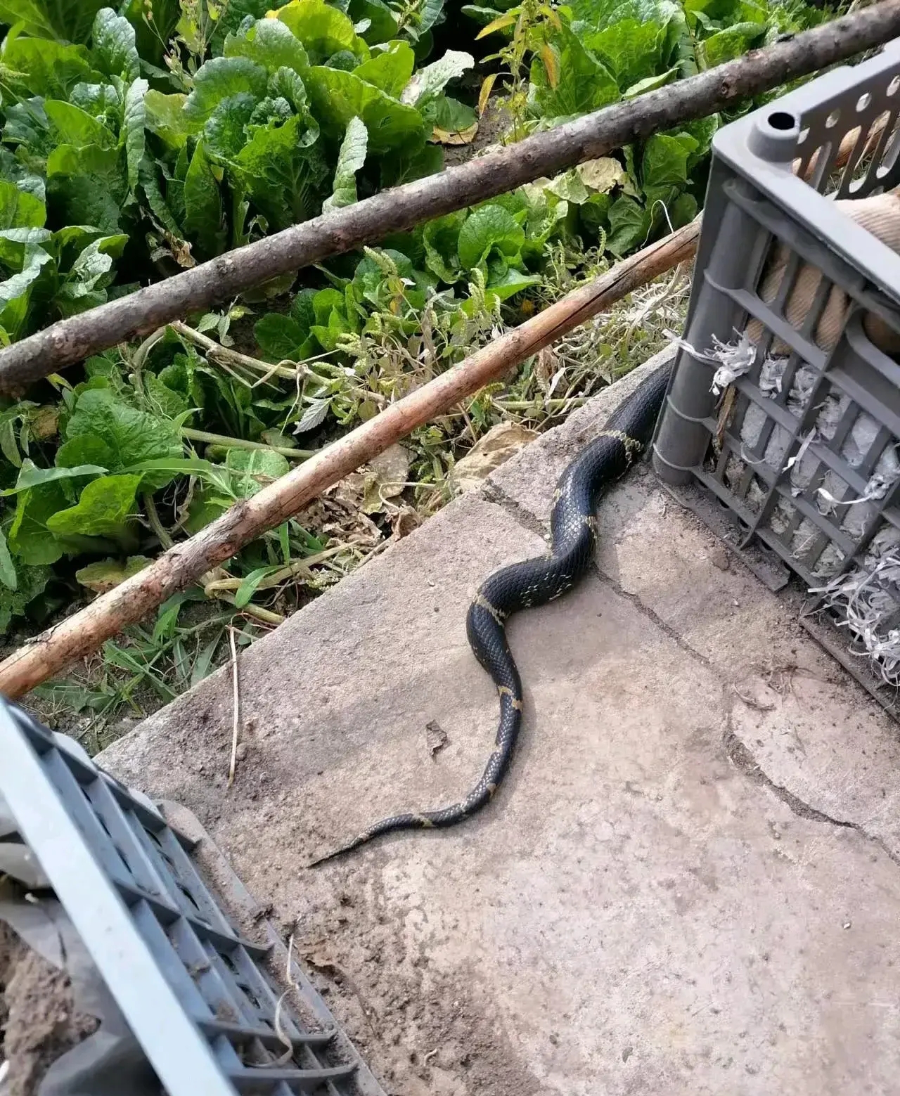 村民家里来了一条大黑蛇,蛇的尾巴很细长.