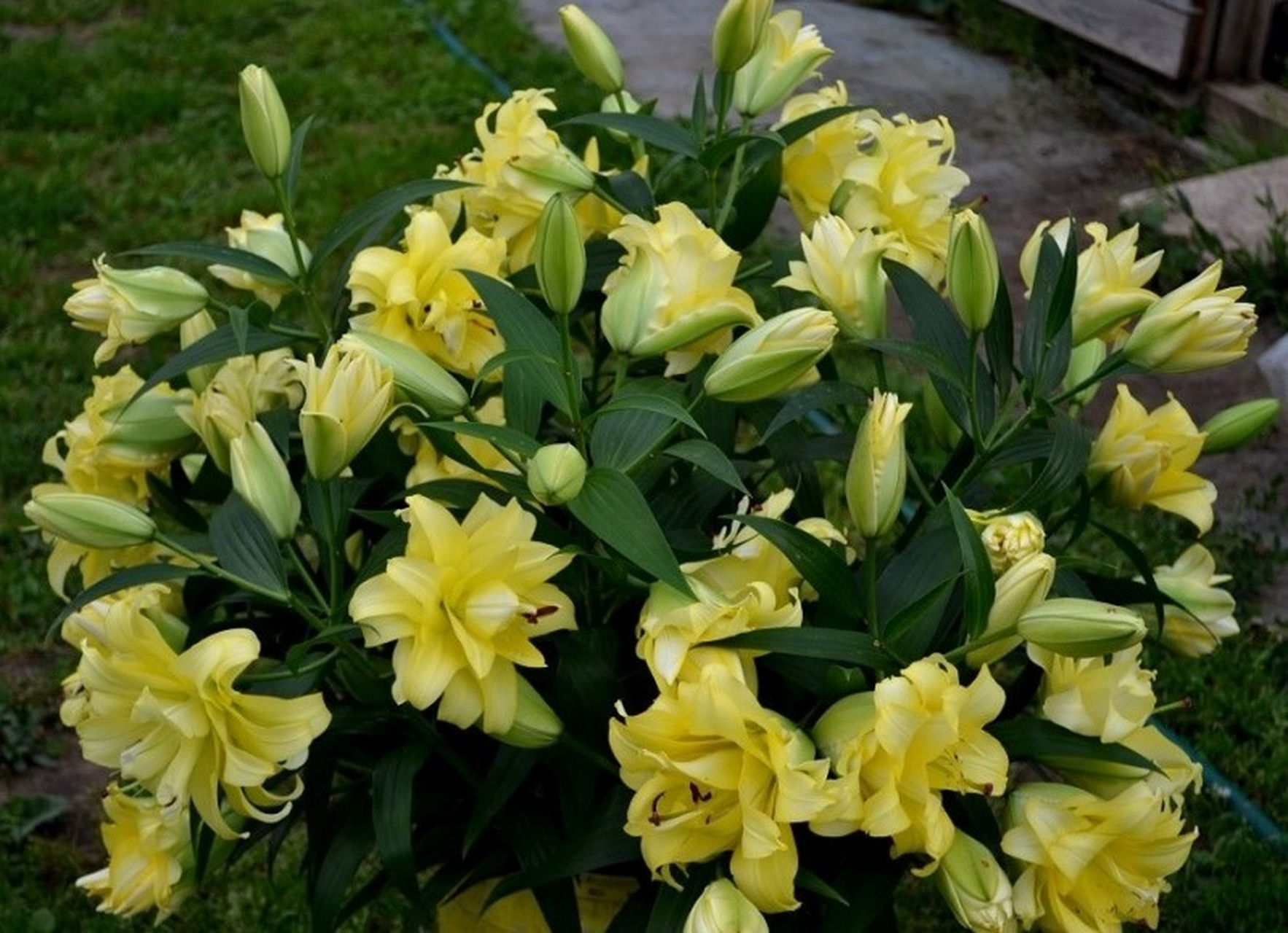 今天和大家分享重瓣ot百合—异域阳光 异域阳光的黄色极舒适的治愈色