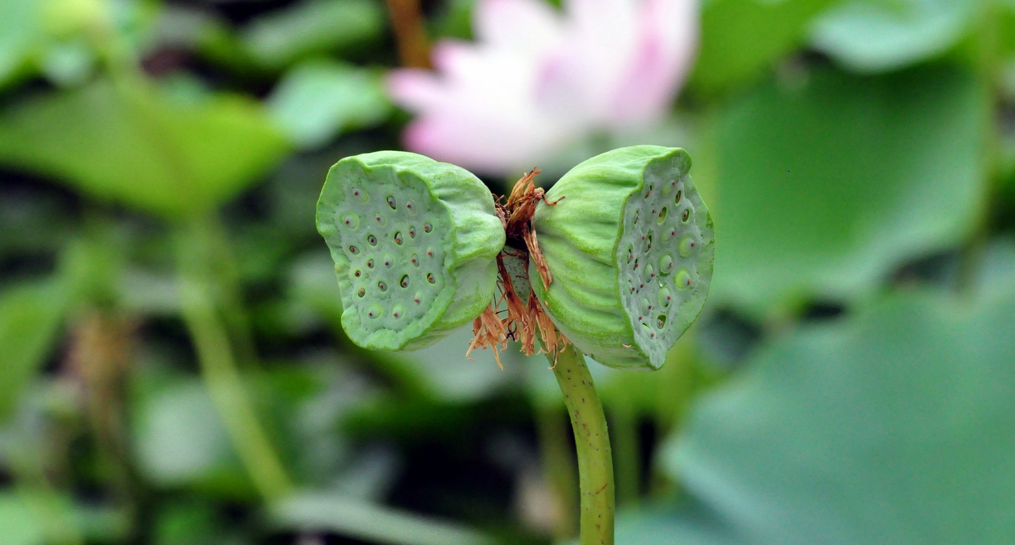 五律丨题荷果莲蓬诗十首