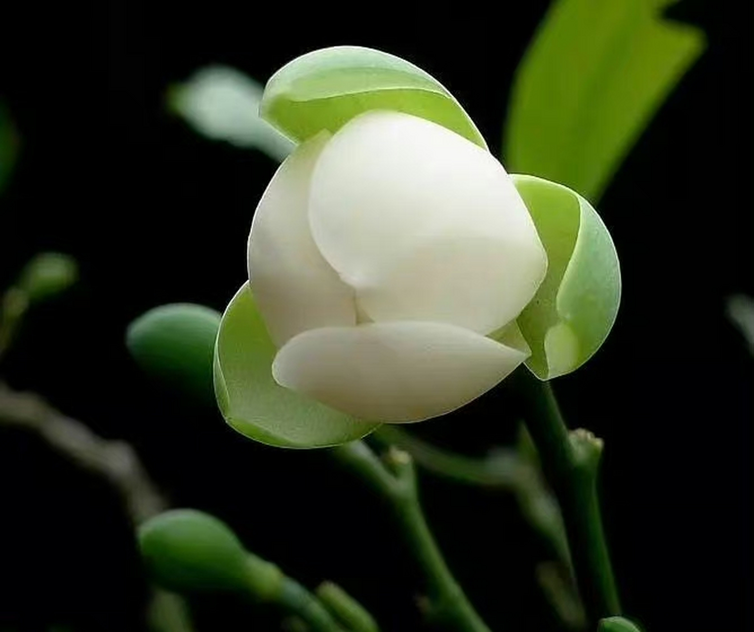 喜温暖湿润和半阴半阳环境,耐阴,怕烈日曝晒,要求肥沃,疏松和排水良好