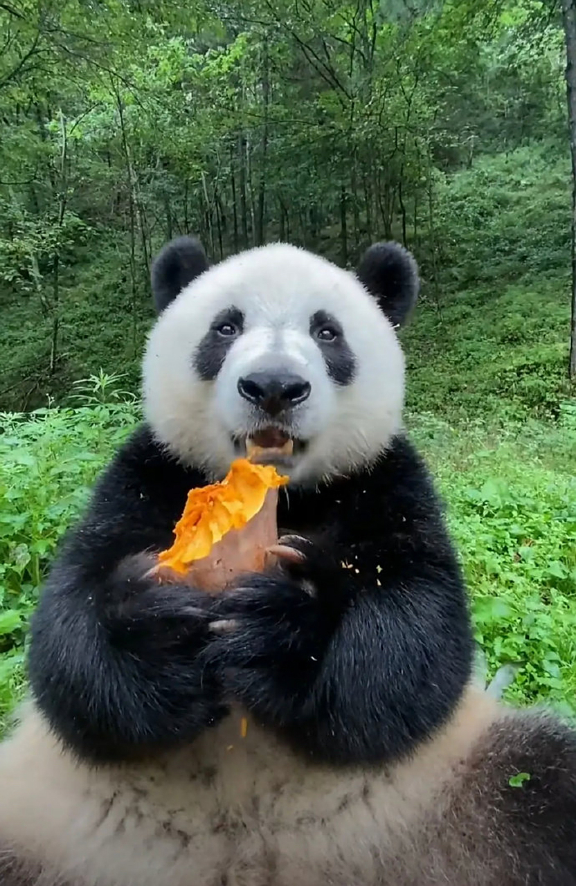 大熊猫届吃播一姐小馨,吃什么都特别香[泪奔]