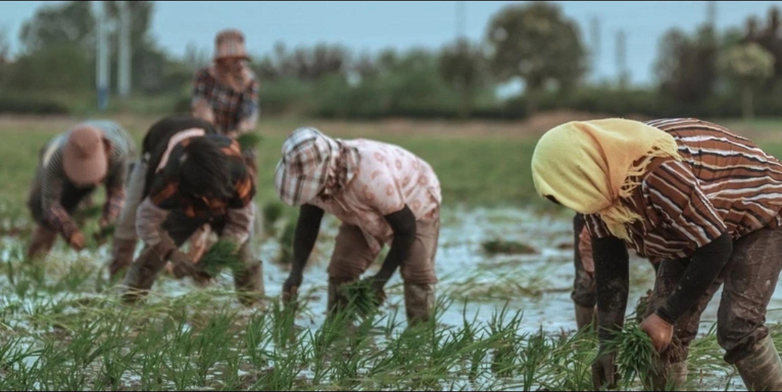 种田农民自己留种,却涉嫌违法犯罪?