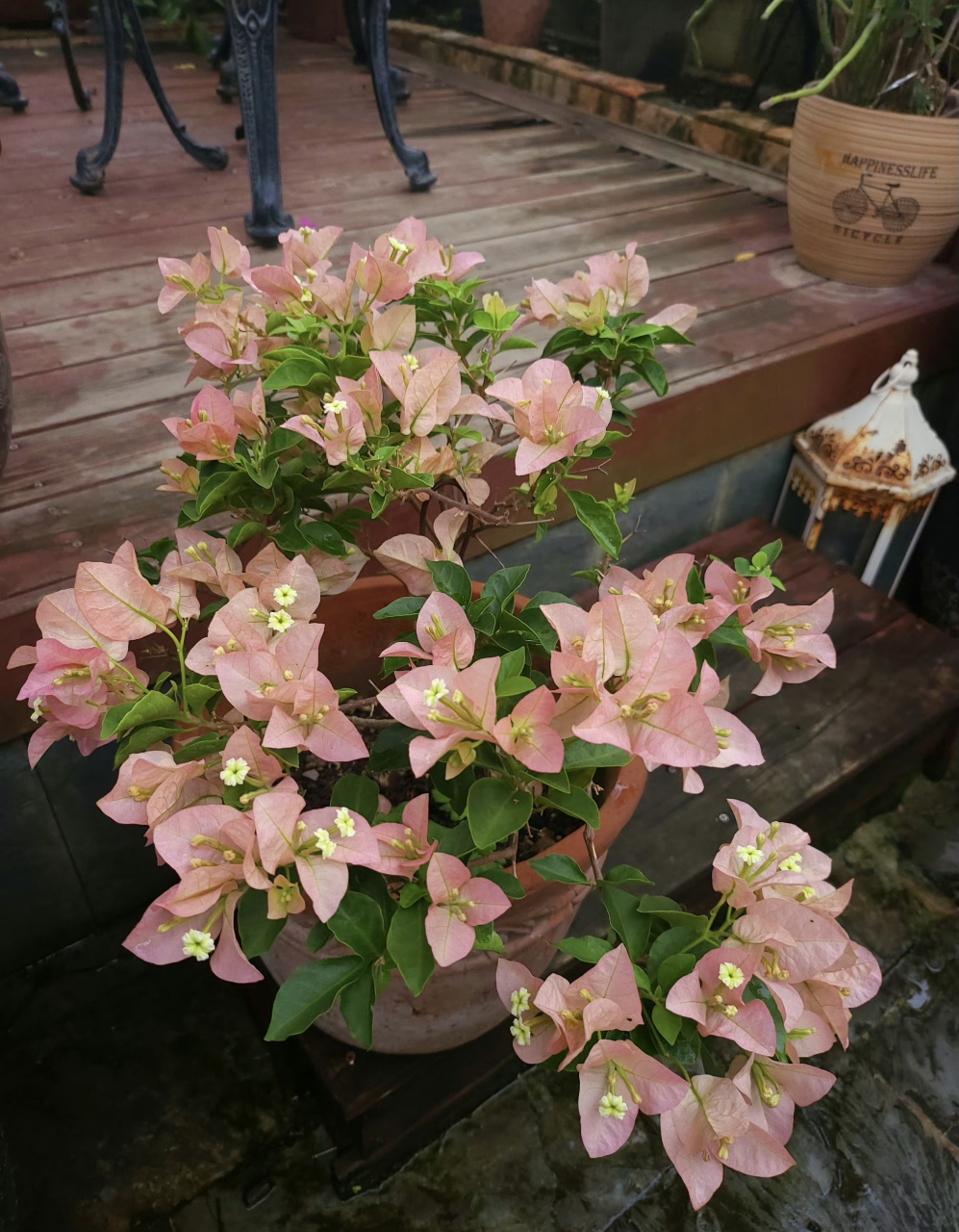 三角梅卡亚塔,这颜色真的爱了! 676767