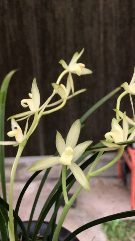 兰花建兰国色天香,花艺双全的一个品种,喜欢请联系-度小视