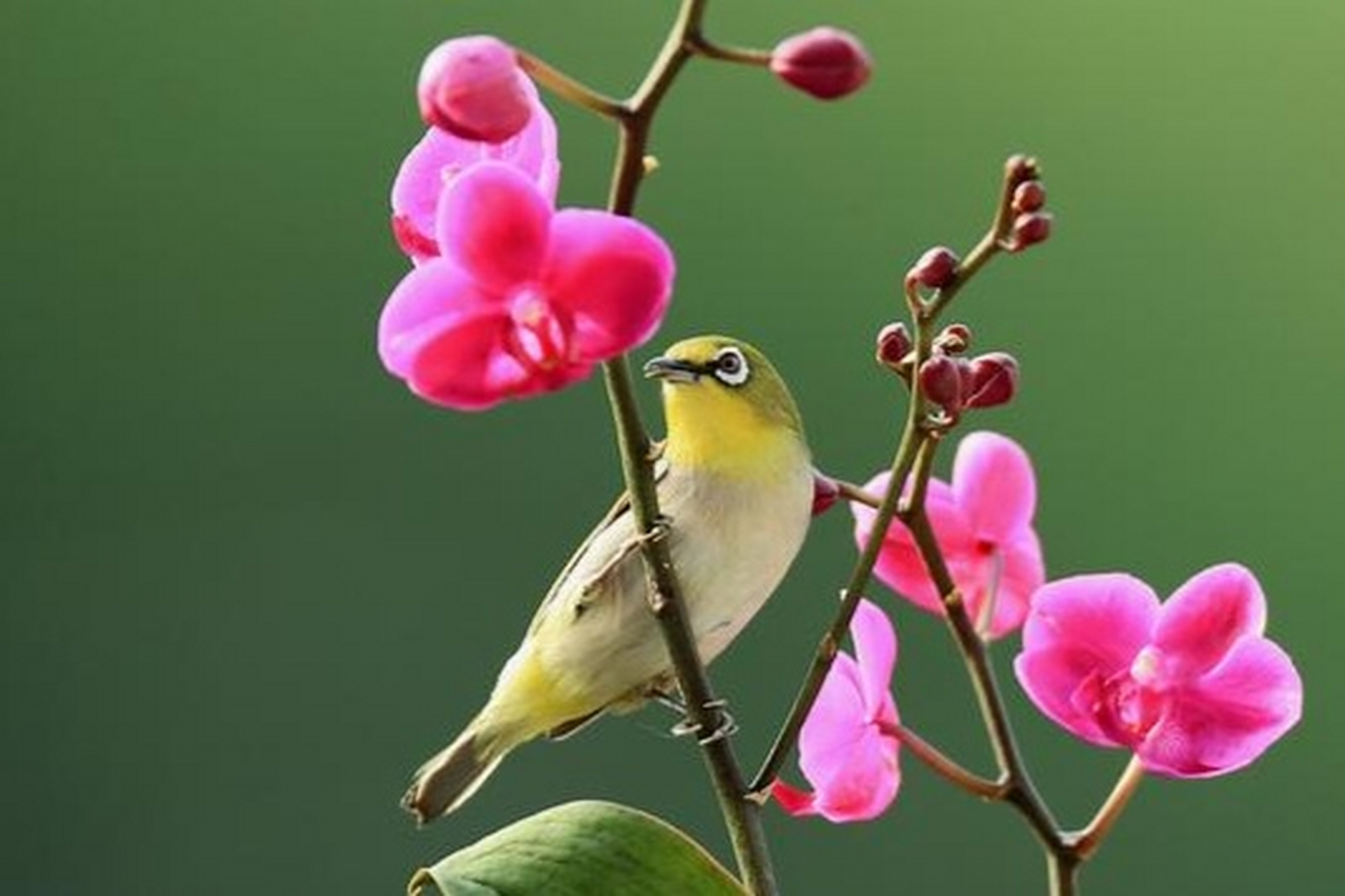 分享图片: 鸟恋兰花