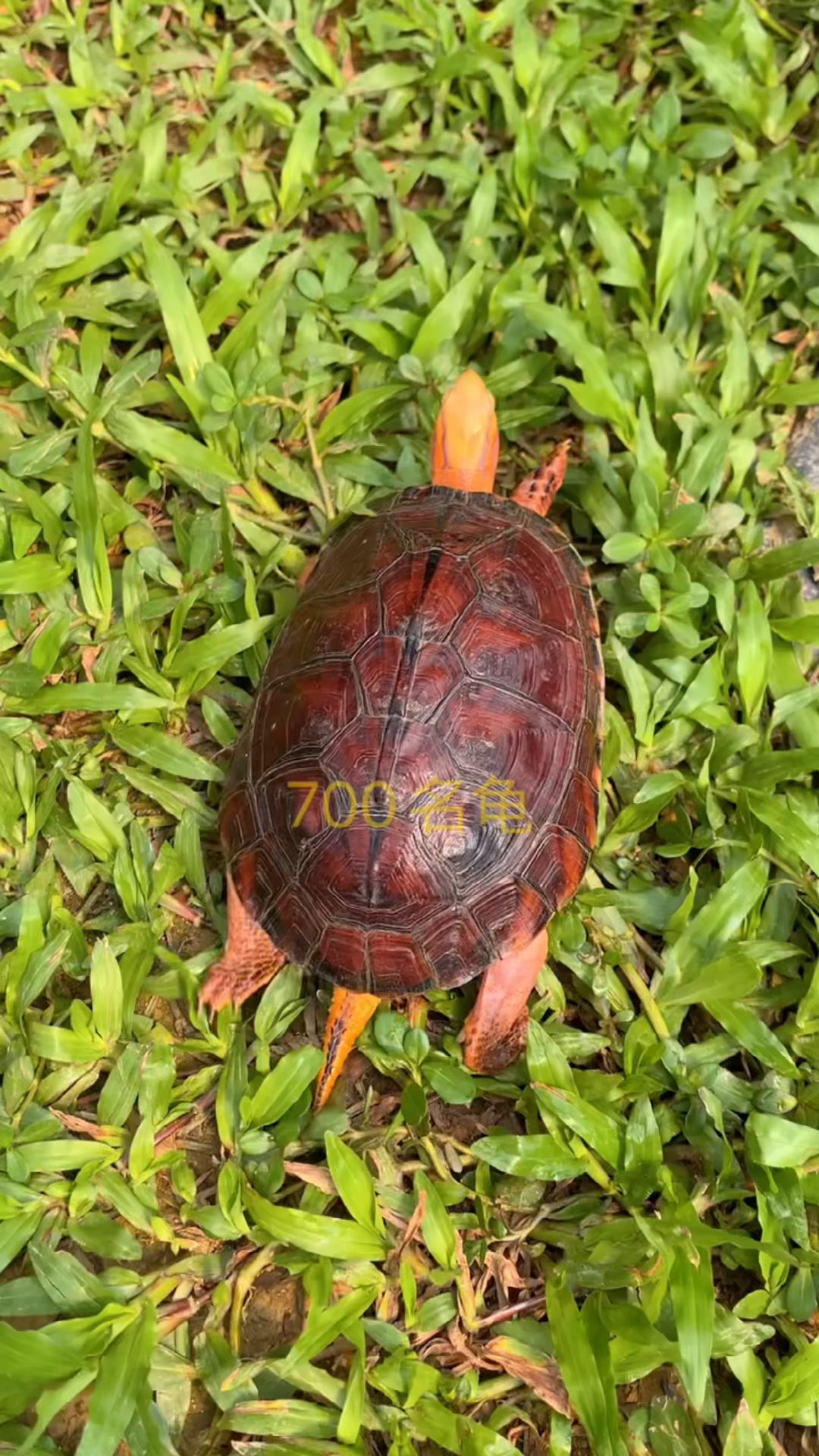 红宝石名龟"高端闭壳龟"