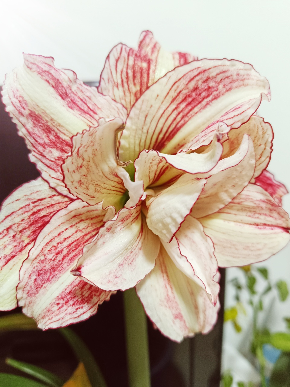 朱顶红# 花友买了一棵安吉拉,说是45一厘米