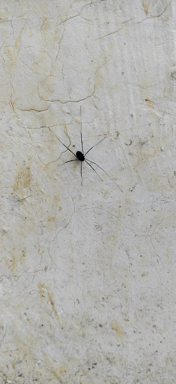 这只蜘蛛,全身乌黑,七条长腿分不同方向搭抓墙壁,嘴边长着一揪毛,看