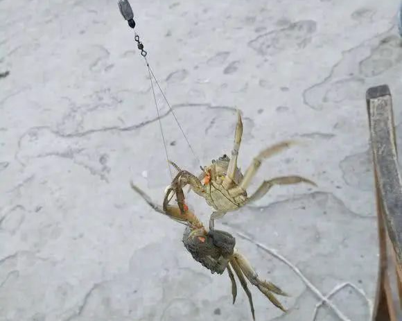 辽宁多地螃蟹泛滥,钓鱼人:根本钓不到鱼,钓友:钓螃蟹不香吗?