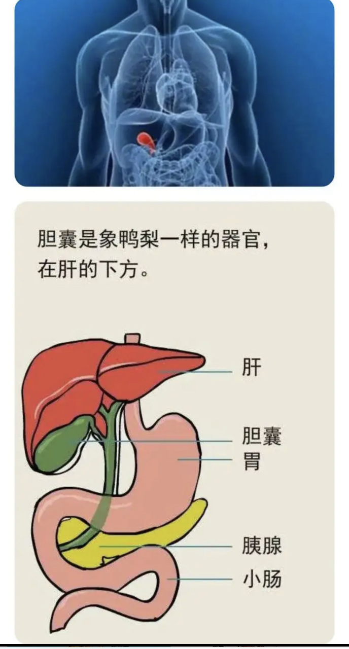 胆囊结构图解图片