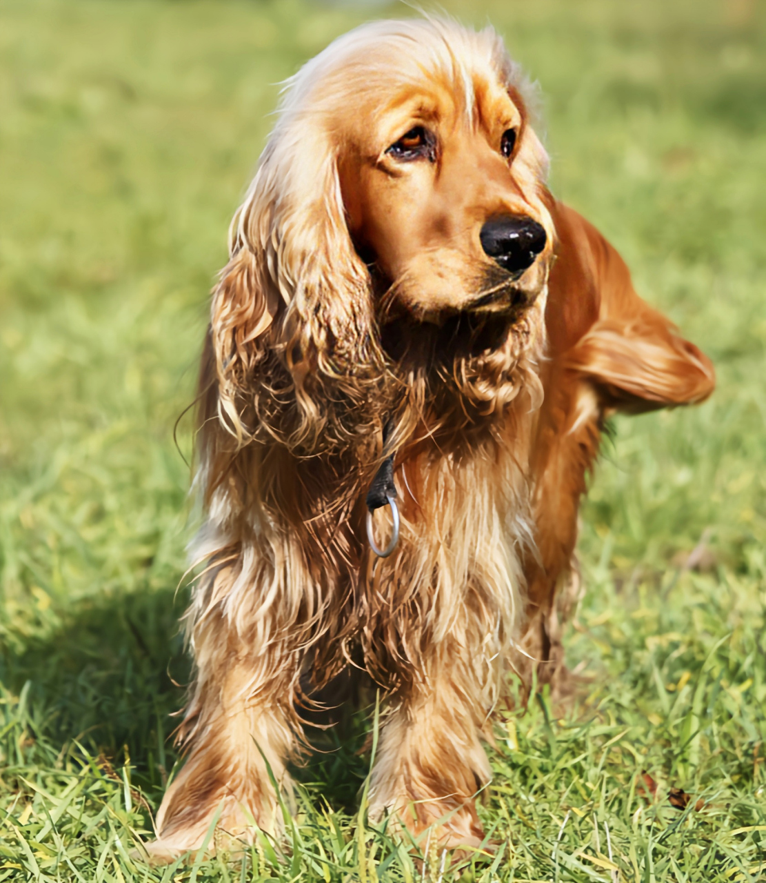 每天认识一种动物——美国可卡犬 美国可卡犬是一种小型猎犬,性情温和