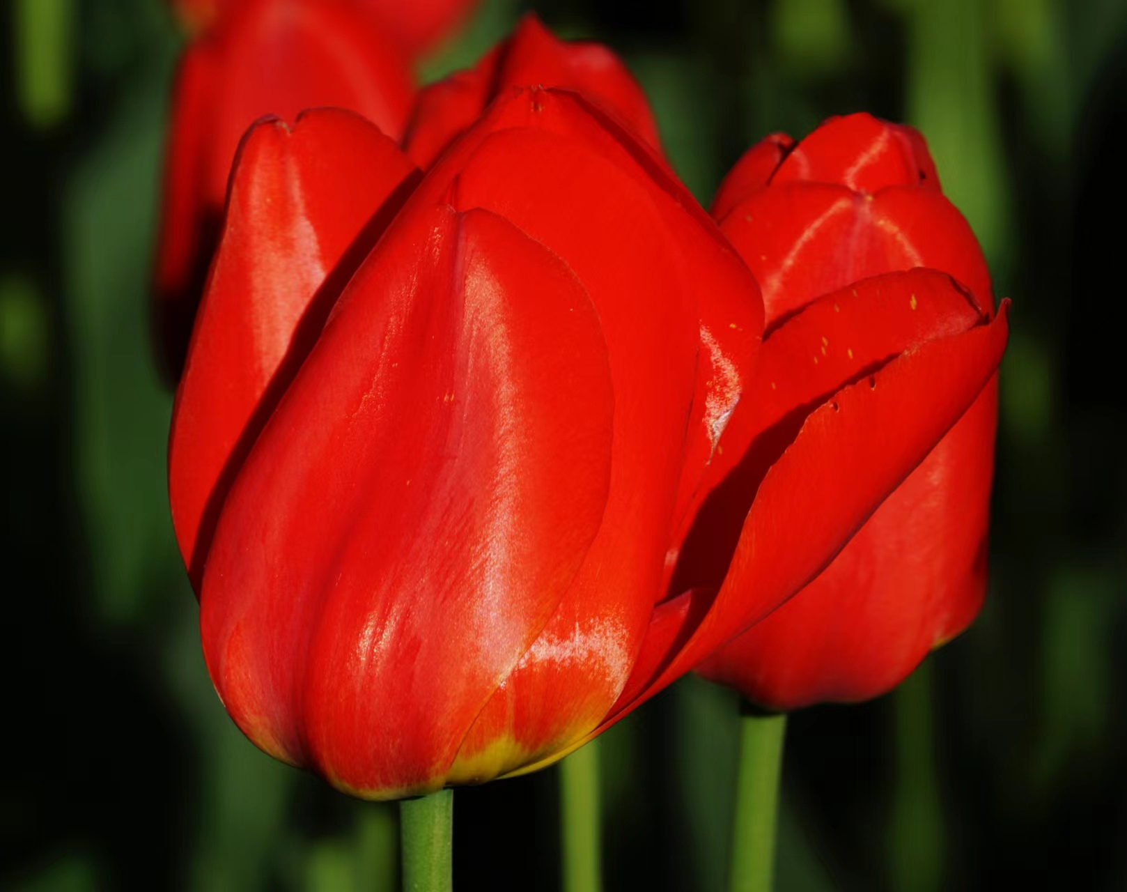 九月动态激励计划# 郁金香——红衣主教  红衣主教,花单瓣,杯状,以