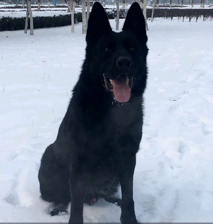 黑熊一樣的東德牧羊犬