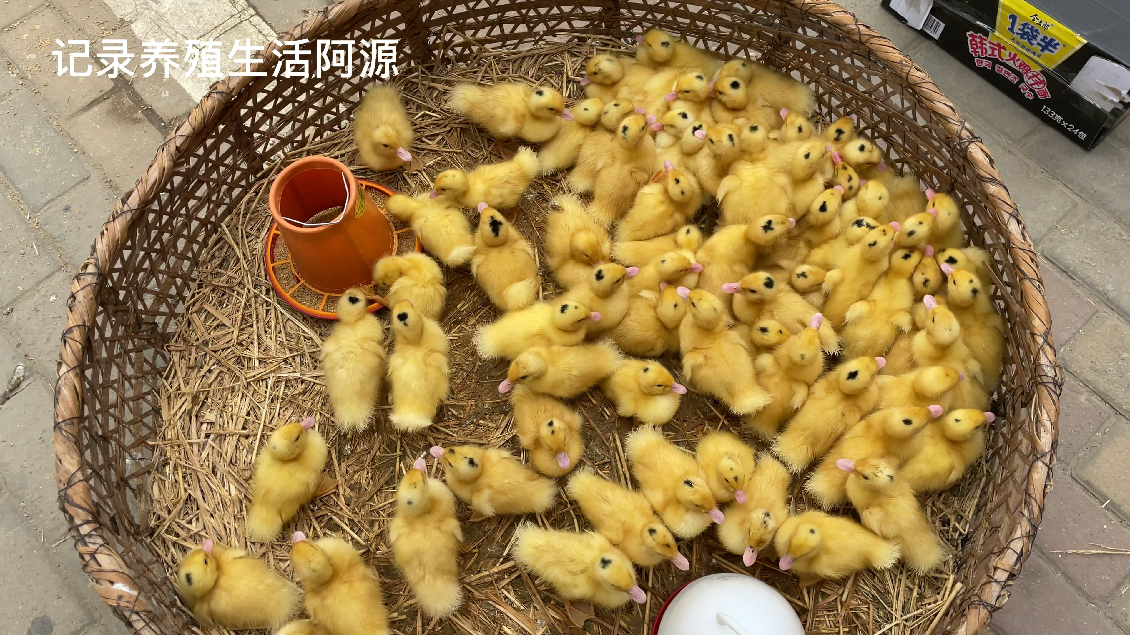 孵化厂来看小鸡苗,今年第二批1000只小鸡苗,这次是刚出壳的小鸡
