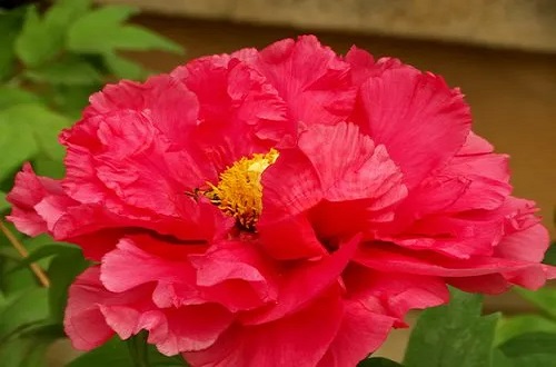 状元红牡丹花大如盘,色泽鲜艳,清香扑鼻,一段感人的故事!