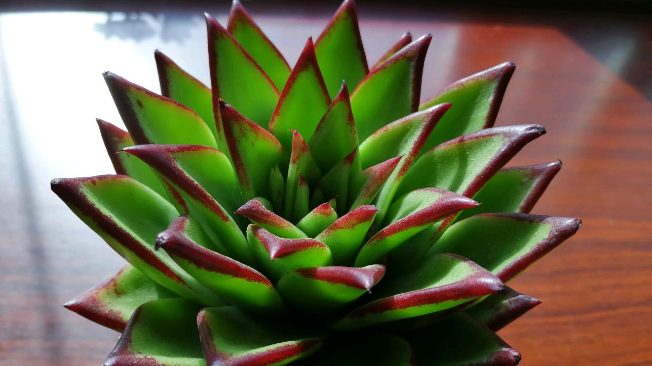 二十块钱买了棵口红杂,怎么看都像口红,附送的“宝贝”作用不小