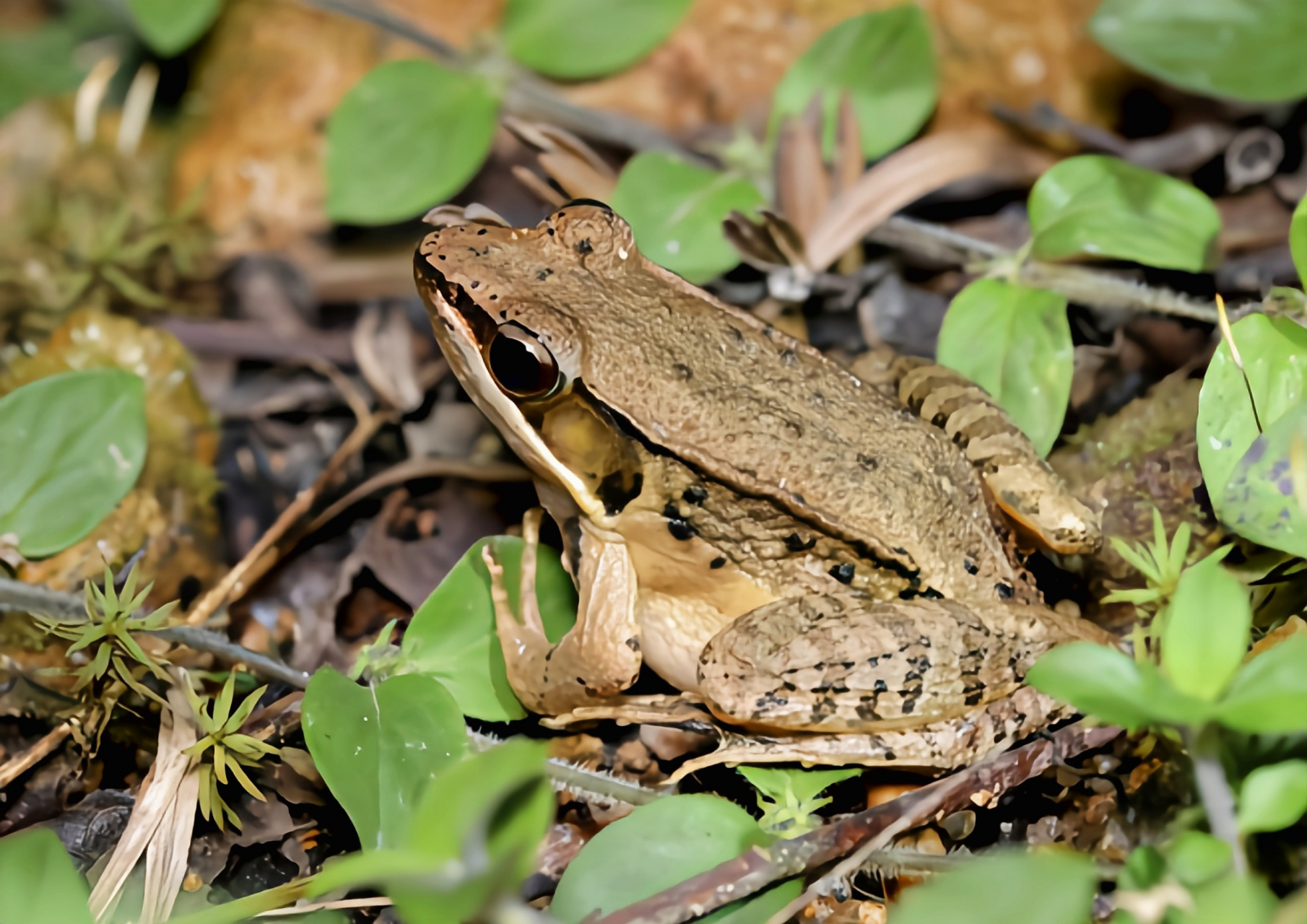 每天认识一种动物——弹琴水蛙 弹琴水蛙别名腹斑蛙,蛙科,拇棘蛙属