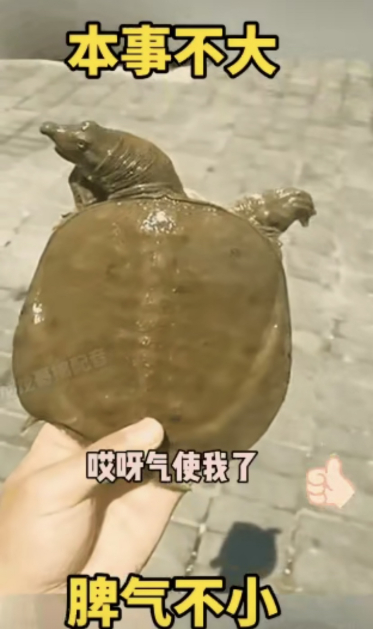 原来甲鱼的头可以伸那么长,抓它的时候差点咬到手