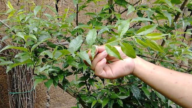 [图]这种植物叫苦丁茶，夏天喝效果很好，你知道苦丁茶的作用吗？