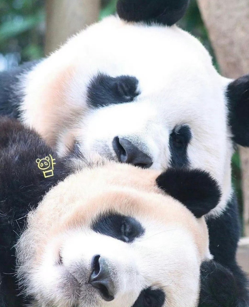 大熊猫福来超话社区图片