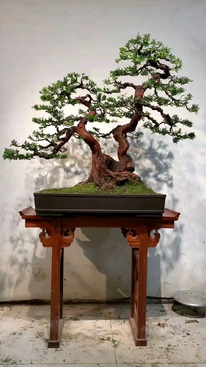 双杆贵妃罗汉松,骨架好,造型独特!