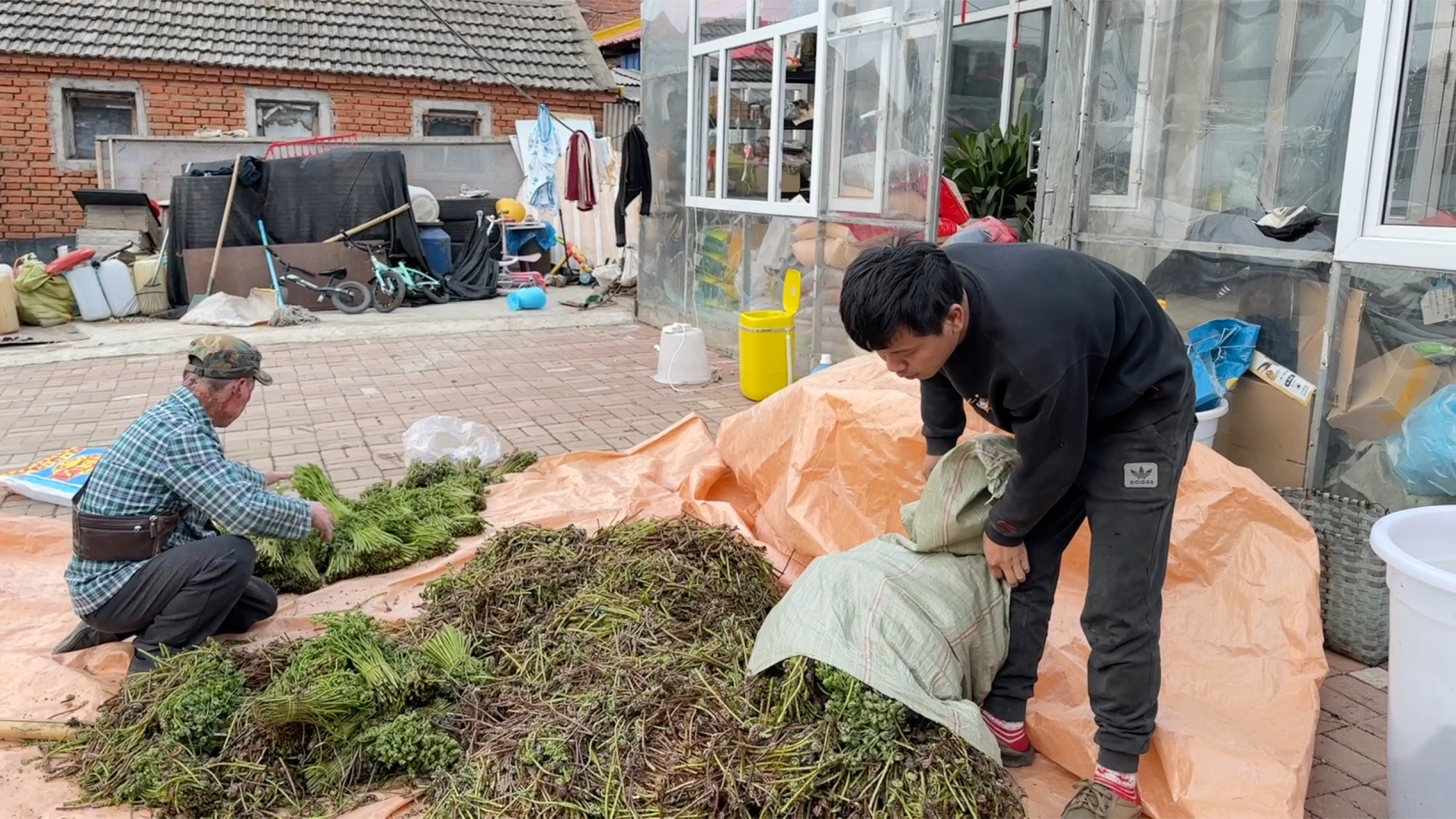东北一宁和爸妈收山野菜,广西媳妇在家做饭,忙到7点才吃晚饭