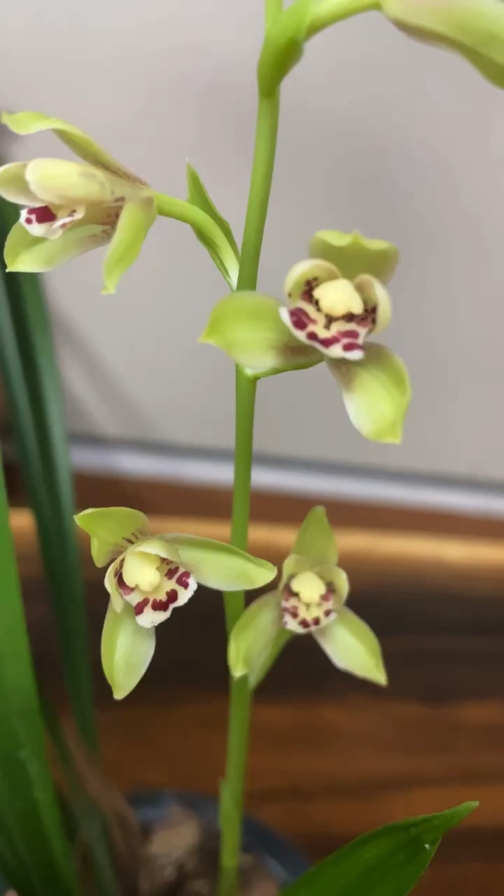 宜宾荷仙,笑脸迎人