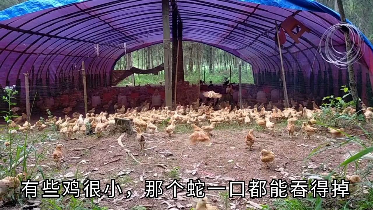 40多天的小鸡有多重,今天来称一下,结果挺满意的,准备改变喂食
