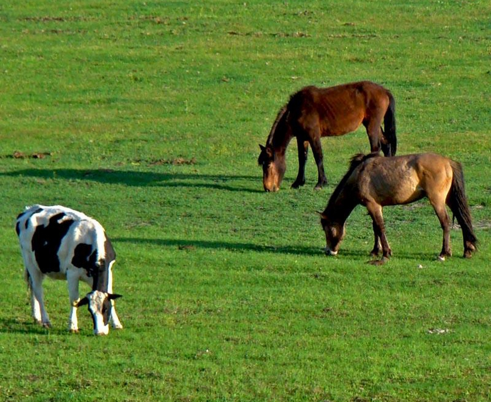 因为牛马缺智商,缺心眼啊,所以就只能一辈子被别人使唤!