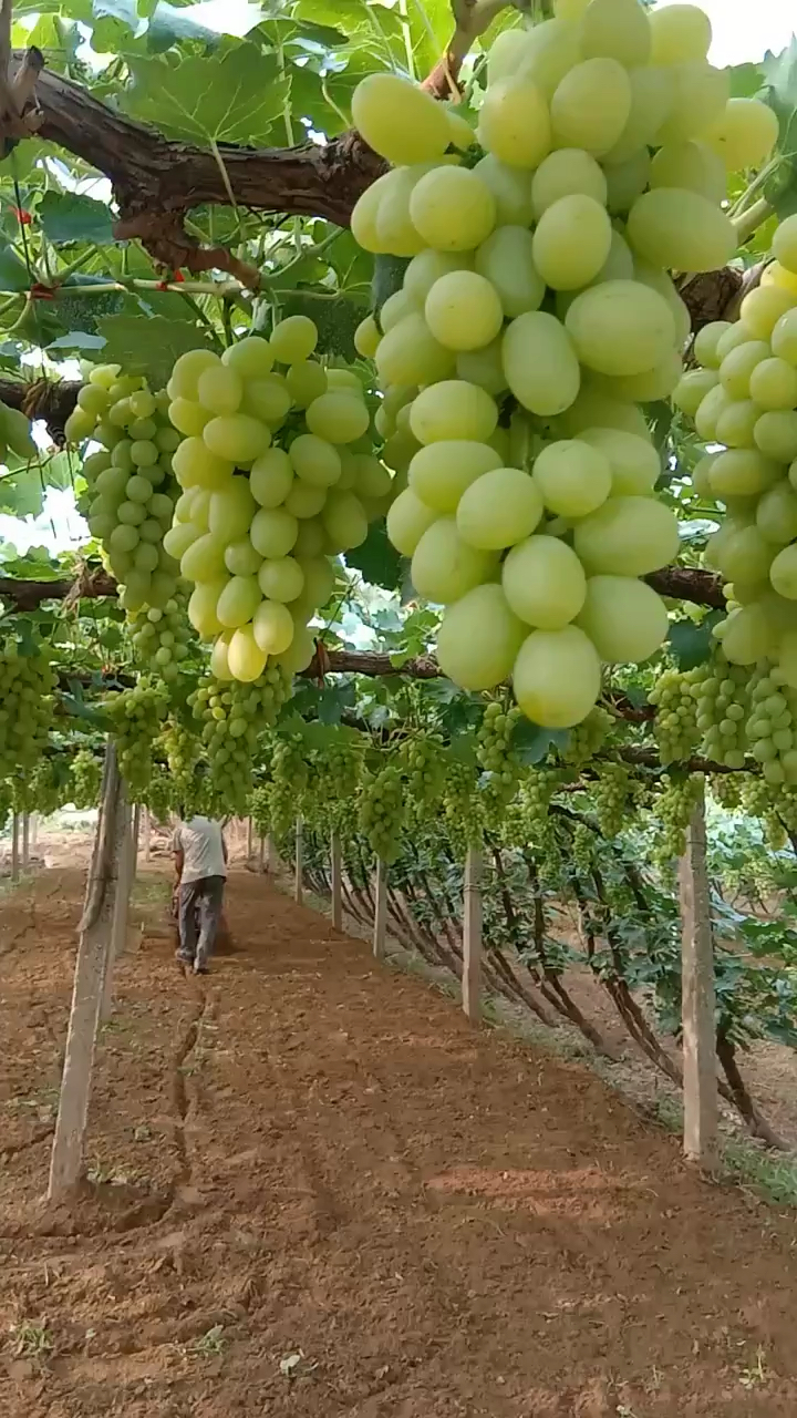 阳光十三葡萄苗 品种果硬甜脆 成花能力强 丰产性好-度小视