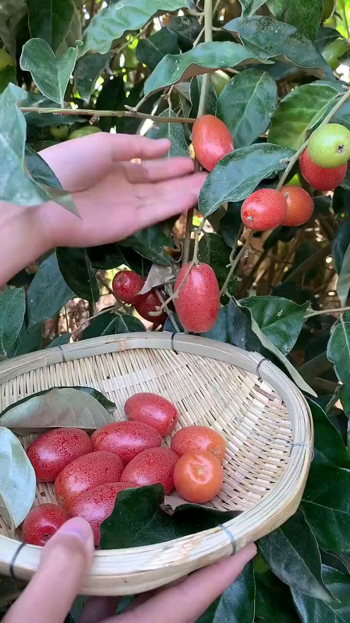 羊奶果,热带地区的水果,中国只有云南地区有,东南亚热带国家也有少数