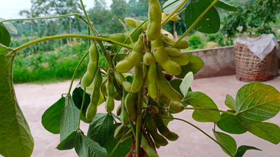 今天去地里摘了毛豆,毛豆的营养和功效你知道吗?看完就能了解了