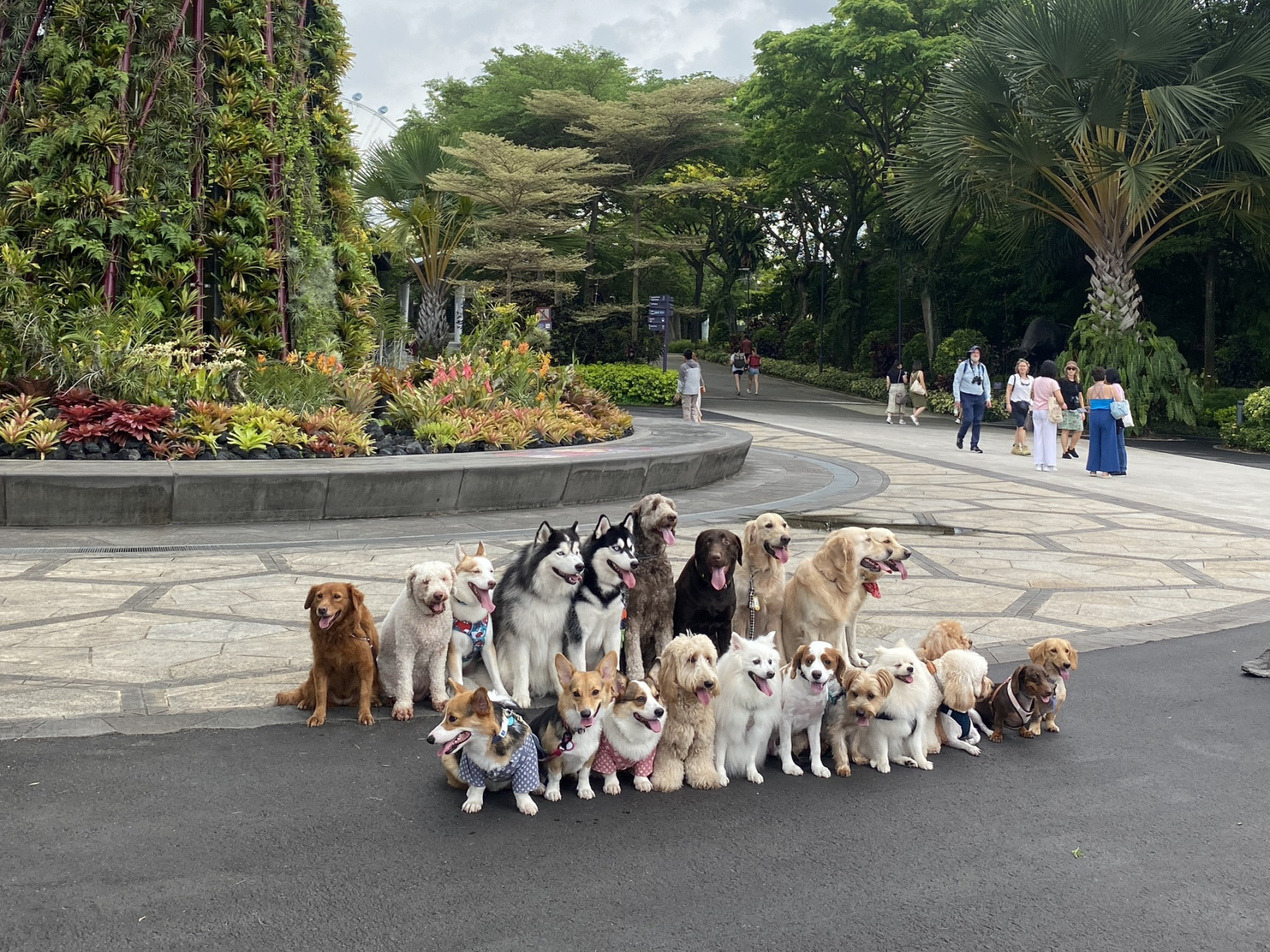 拍完客片 突然发现一群狗狗在大合照 太可爱了吧!