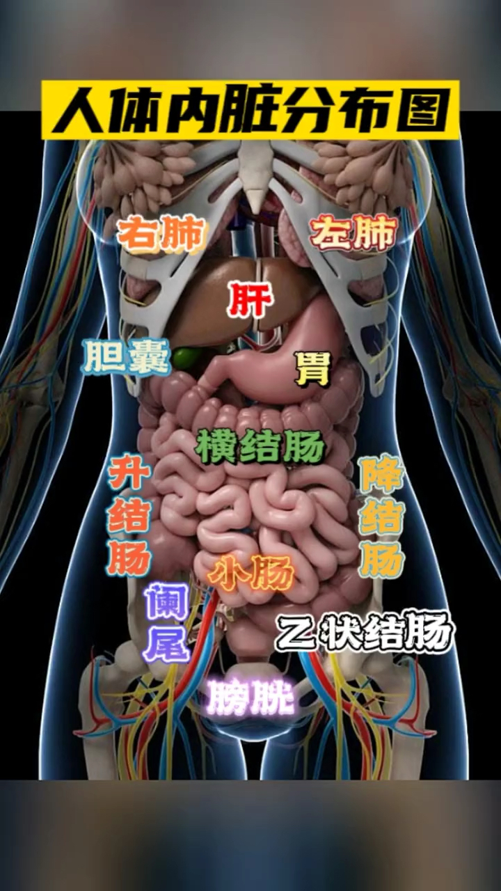 醫學科普 人體內臟分佈圖!