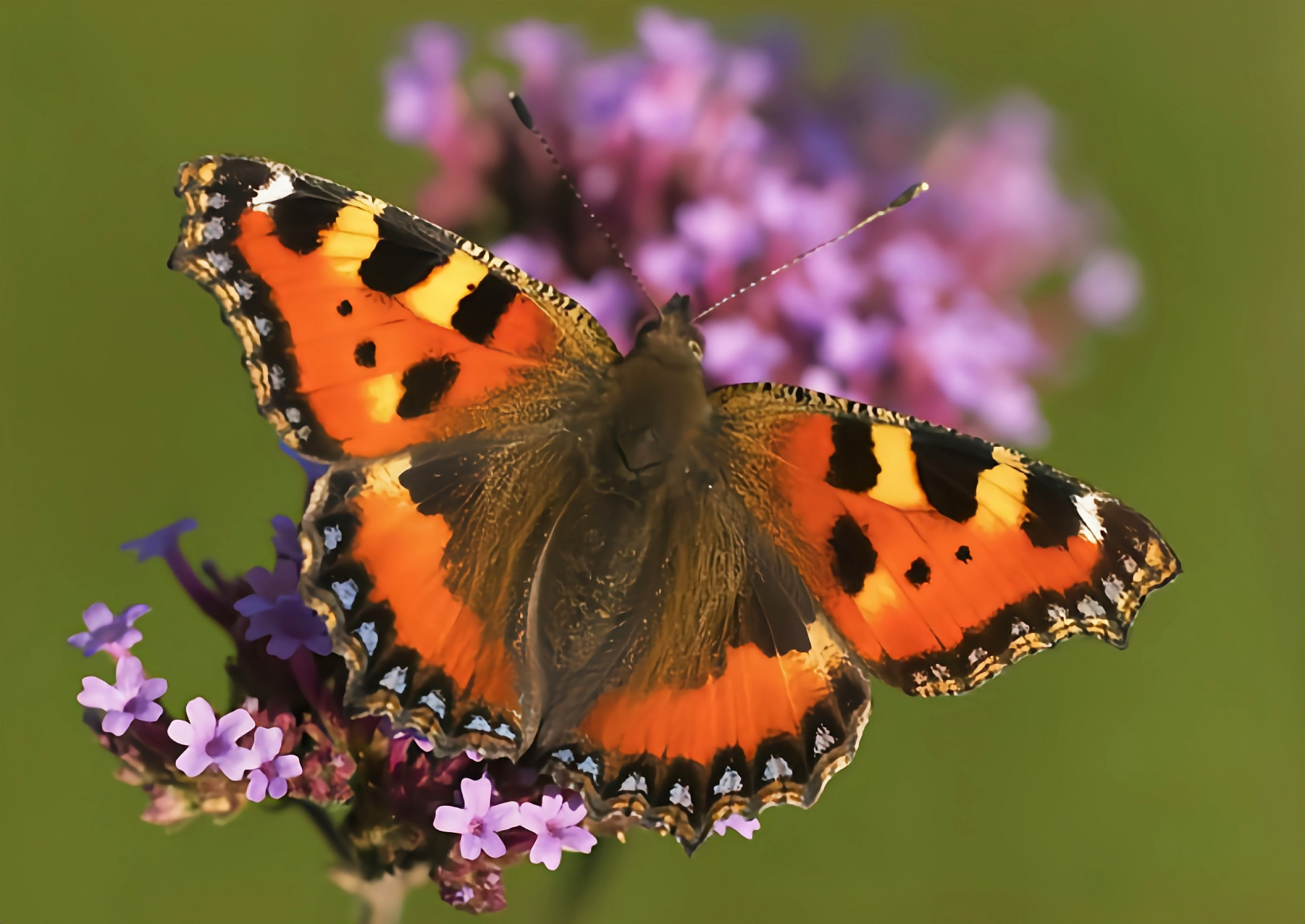 每天认识一种昆虫——荨麻蛱蝶  荨麻蛱蝶别名小樱蝶,翅展3.8-4.