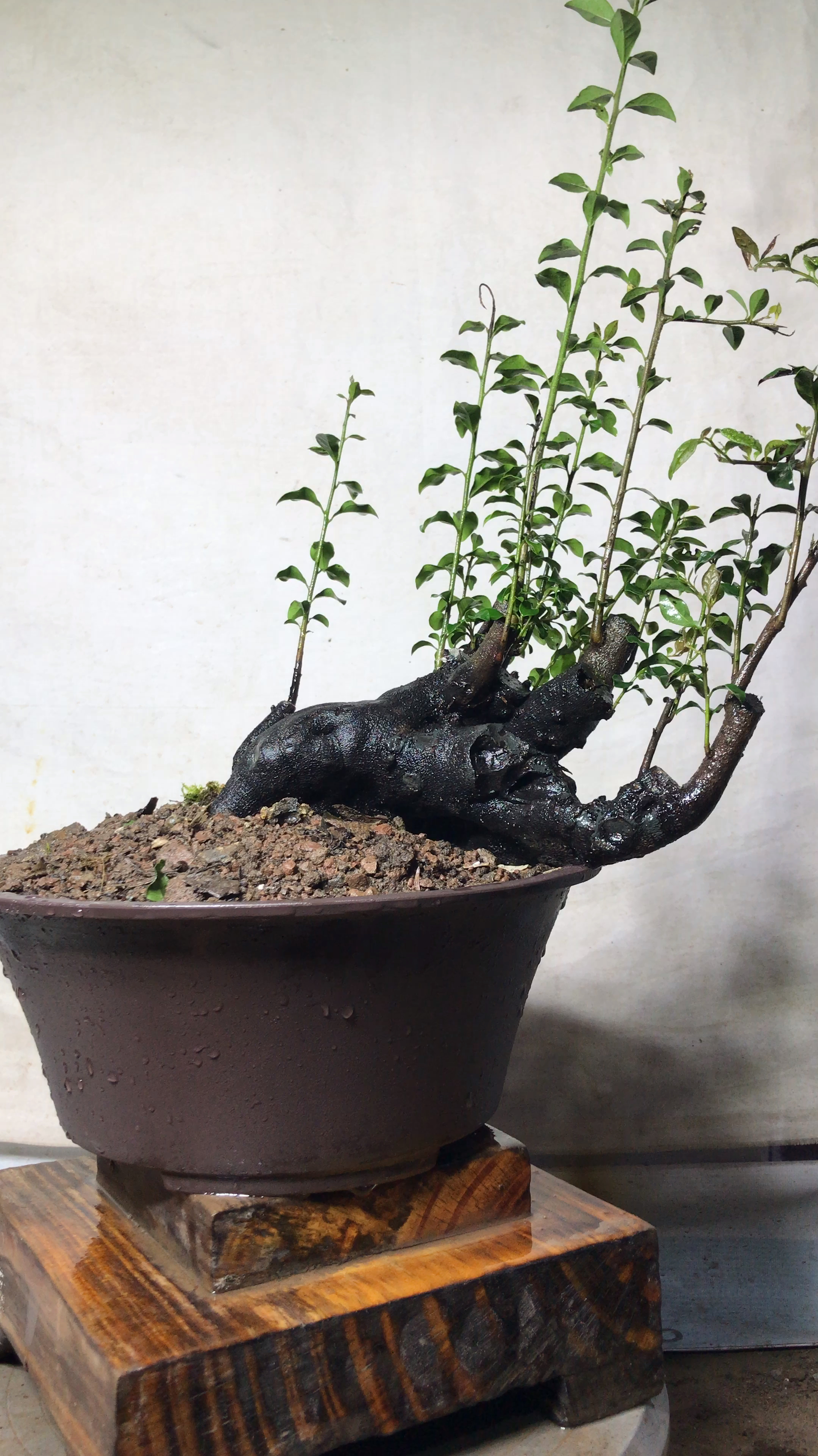 金弹子炭化丛林老桩