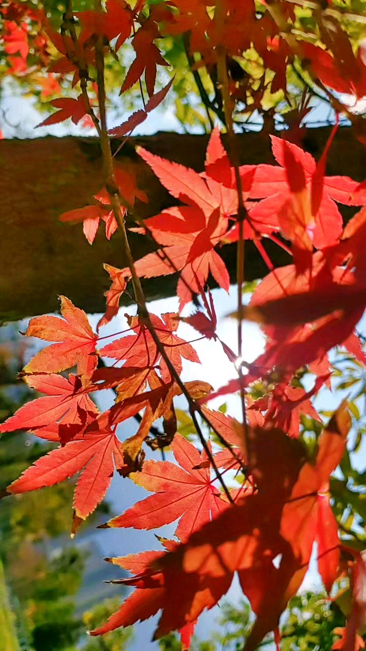 晚秋枫叶红个透 光芒万丈红太阳 万物生长靠太阳 向阳而生是定律