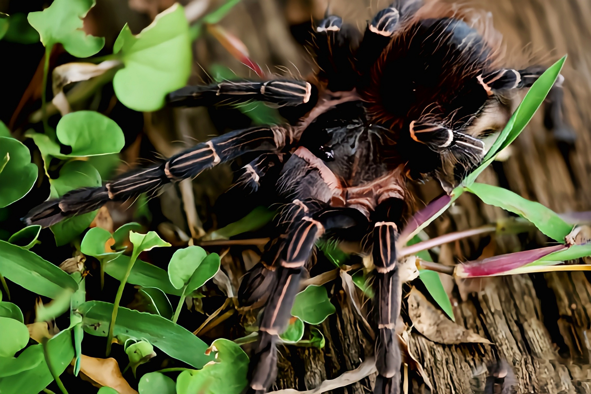每天认识一种动物——巴西橙间食鸟蛛 巴西橙间食鸟蛛是蜘蛛目,捕鸟蛛