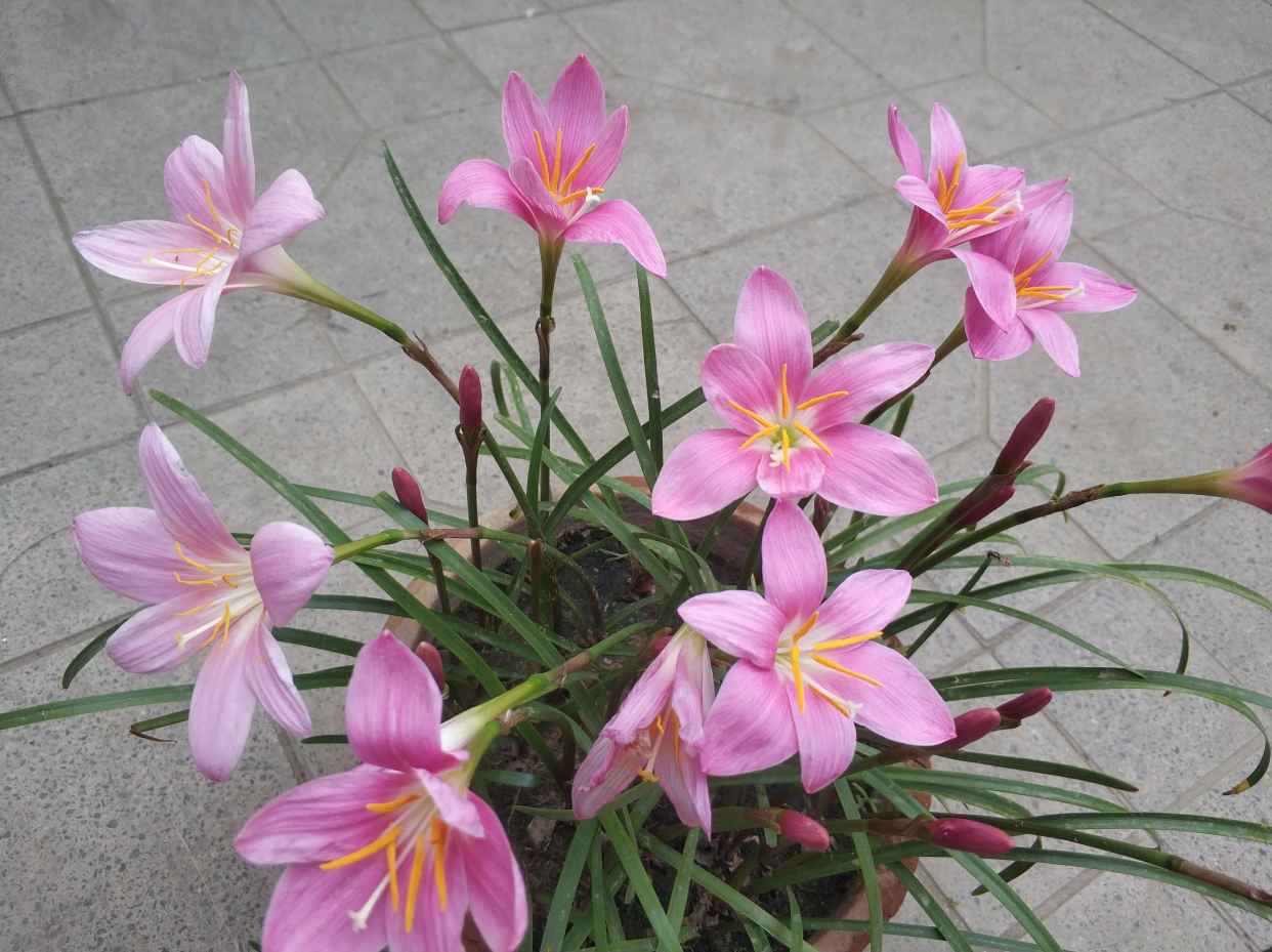 开花后的风雨兰,学会4个小诀窍,再次开出爆盆的花朵也不难